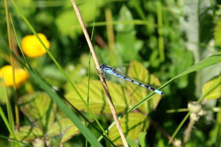 Male Common Blue Damselfly