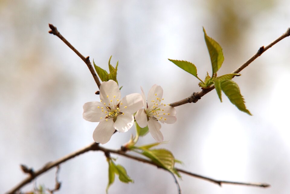 Beauty nature spring