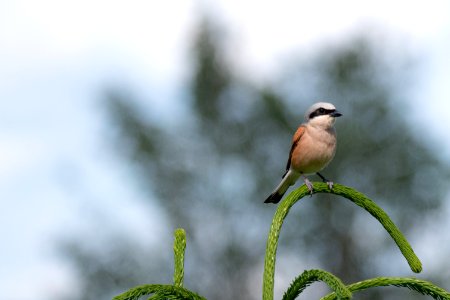 (Passeriformes: Laniidae) Lanius collurio, Törnskata / Red-backed shrike