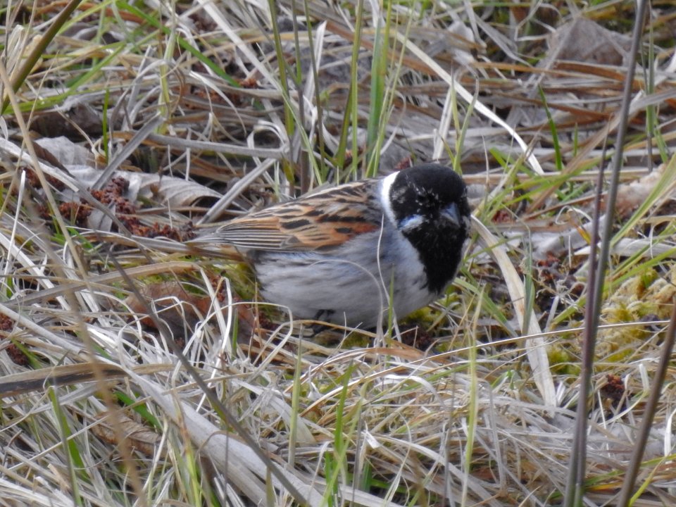 (Passeriformes: Emberizidae) Emberiza schoeniclus, Sävsparv / Reed bunting