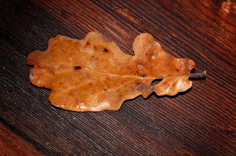Wood autumn leaf fall foliage