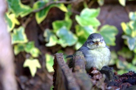 Little bluetit out exploring
