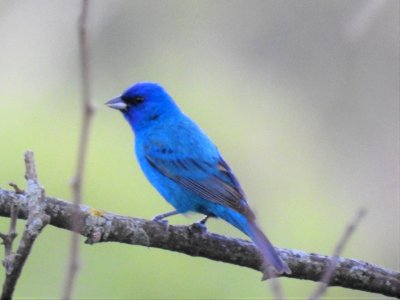 (Passeriformes: Cardinalidae) Passerina cyanea, Indigofink / Indigo bunting photo