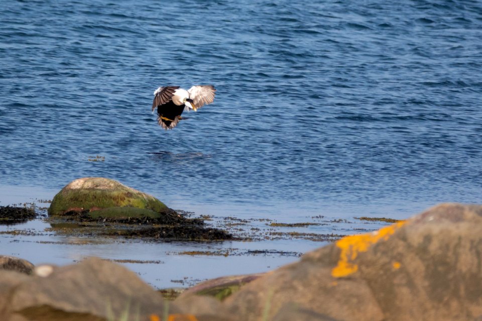 (Anseriformes: Anatidae) Somateria mollissima ♂, Ejder / Eider