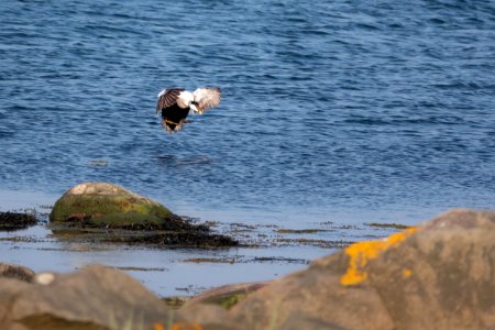 (Anseriformes: Anatidae) Somateria mollissima ♂, Ejder / Eider