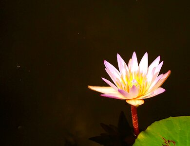 Lotus west java indonesian