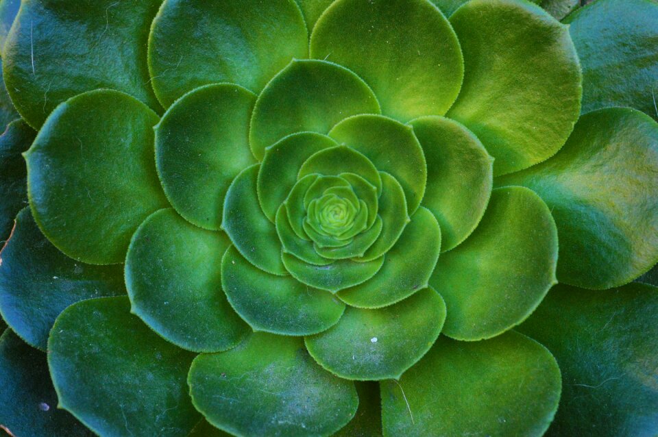 Green nature cactus