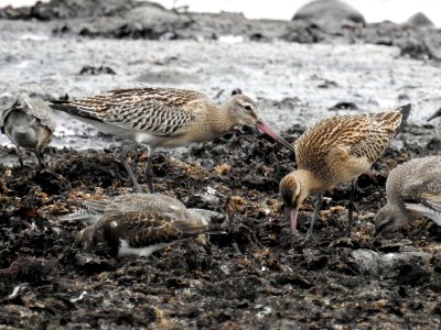 (Charadriiformes: Scolopacidae) Limosa lapponica, Myrspov / Bar-tailed godwit photo