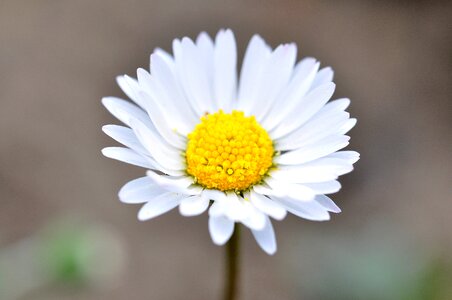 Blossom bloom white-yellow