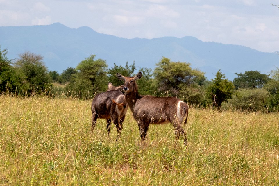 (Artiodactyla: Bovidae) Kobus ellipsiprymnus, Ellipsvattenbock / Waterbuck
