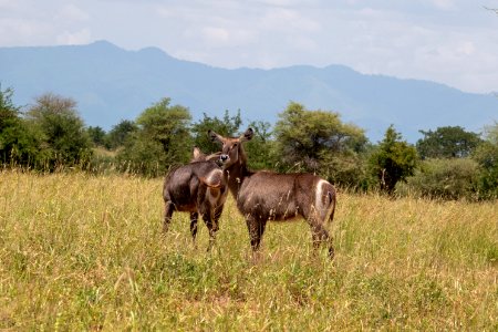 (Artiodactyla: Bovidae) Kobus ellipsiprymnus, Ellipsvattenbock / Waterbuck