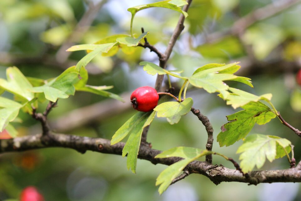 Autumn herbal natural