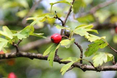 Autumn herbal natural