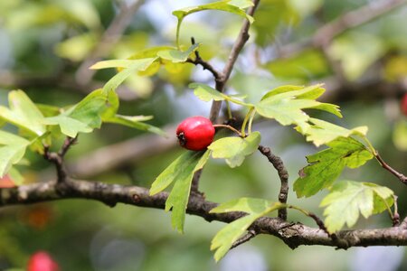 Autumn herbal natural photo