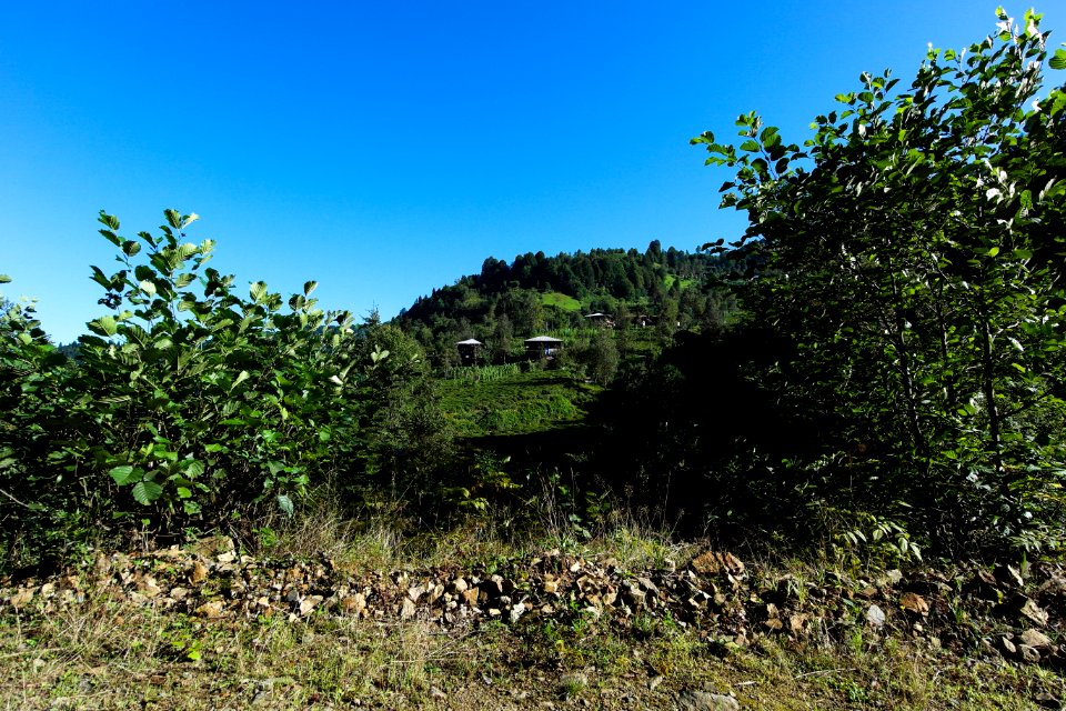 Başköy Senoz Çayeli Rize