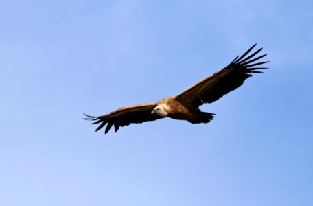 Griffon Vulture, Sepúlveda photo