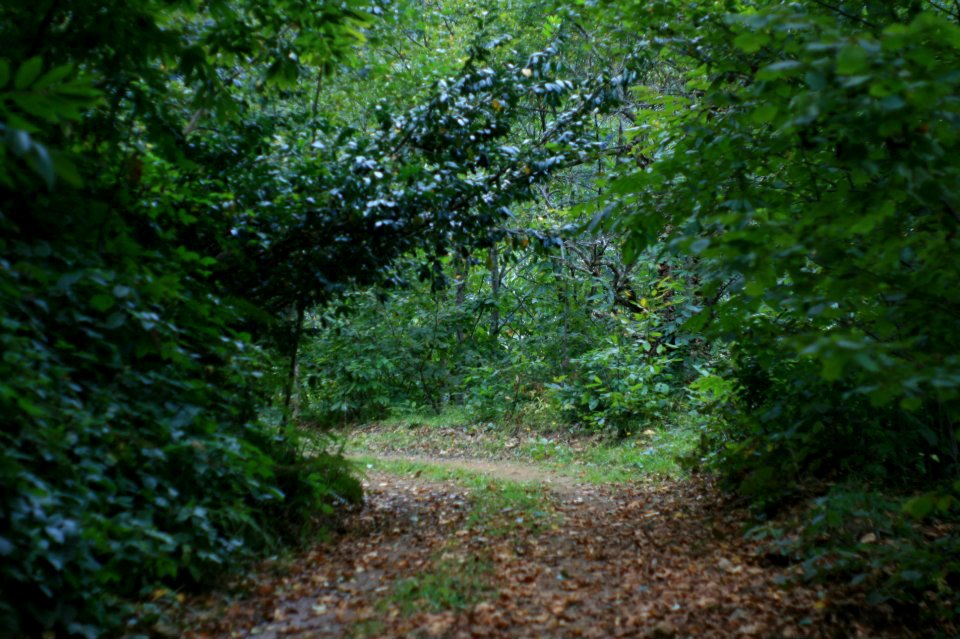 Başköy ,Senoz Çayeli Rize
