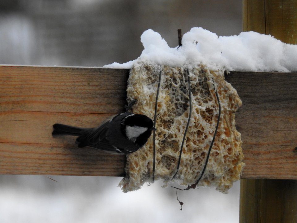 (Passeriformes: Paridae) Periparus ater, Svartmes / Coal tit