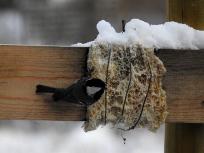 (Passeriformes: Paridae) Periparus ater, Svartmes / Coal tit