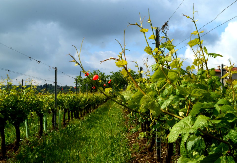 zz-Nigoline-Filare-Ridotta