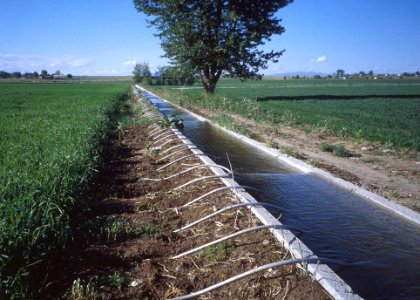Irrigation of field crops with siphons photo