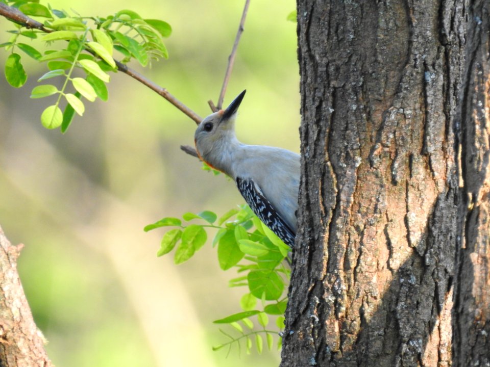 (Piciformes: Picidae) Melanerpes carolinus, Karolinaspett / Red-bellied woodpecker