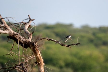 (Passeriformes: Viduidae) Vidua macroura ♂, Dominikaneränka / Pin-tailed whydah