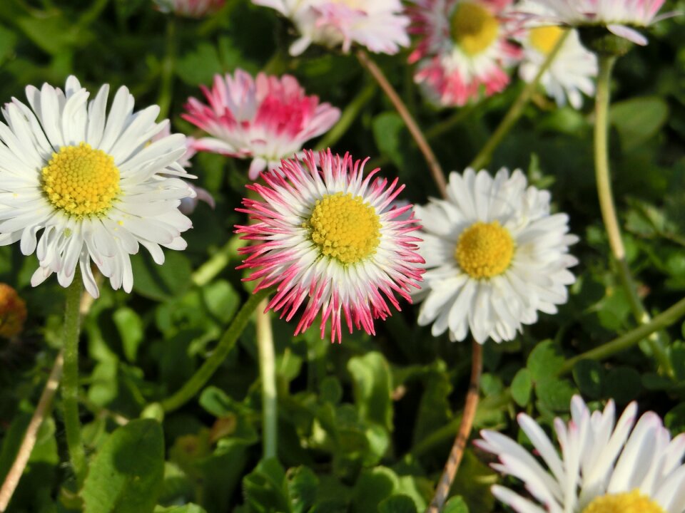 Flower plant close up