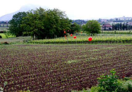 zz-Bolesina-Germogli-Ridotta