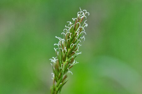 Plant blossom bloom