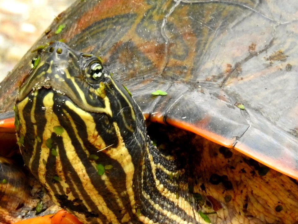 (Testudines: Emydidae) Chrysemys picta, Målad guldsköldpadda / Painted turtle