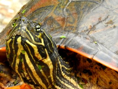 (Testudines: Emydidae) Chrysemys picta, Målad guldsköldpadda / Painted turtle