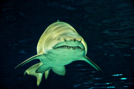 Risk gloomy shark teeth photo