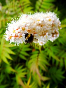 (Rosales: Rosaceae) Sorbaria sorbifolia 'Sem', Låg rönnspirea / Ural false spirea