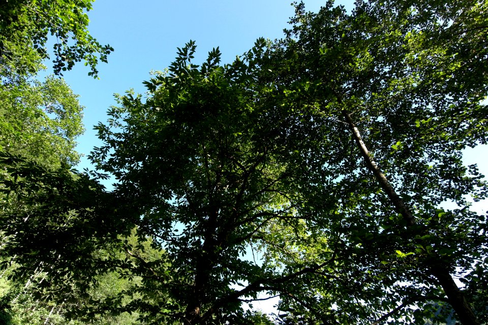 Başköy Senoz Çayeli Rize
