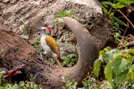 (Piciformes: Picidae) Dendropicos goertae ♂, Gulbukig askspett / African grey woodpecker