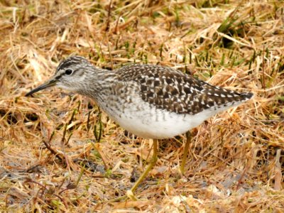 (Charadriiformes: Scolopacidae) Tringa glareola, Grönbena / Wood sandpiper