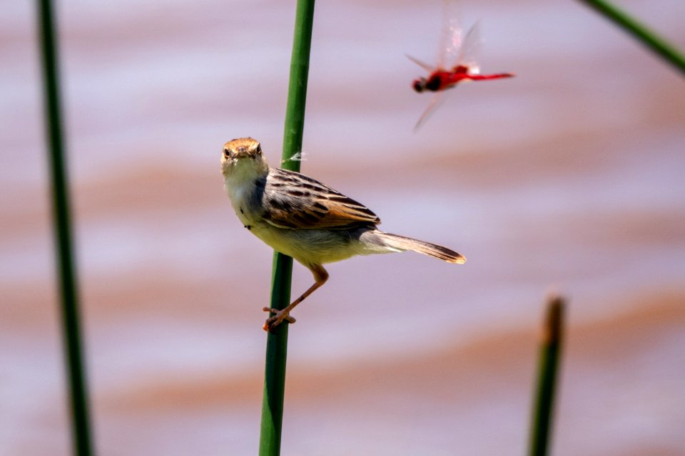 (Passeriformes: Cisticolidae) Cisticola marginatus, Mörkryggig cistikola / Winding cisticola