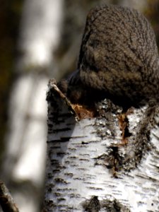 (Strigiformes: Strigidae) Strix nebulosa ♀, Lappuggla / Great grey owl
