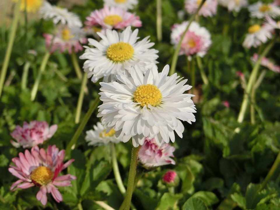 Flower plant close up