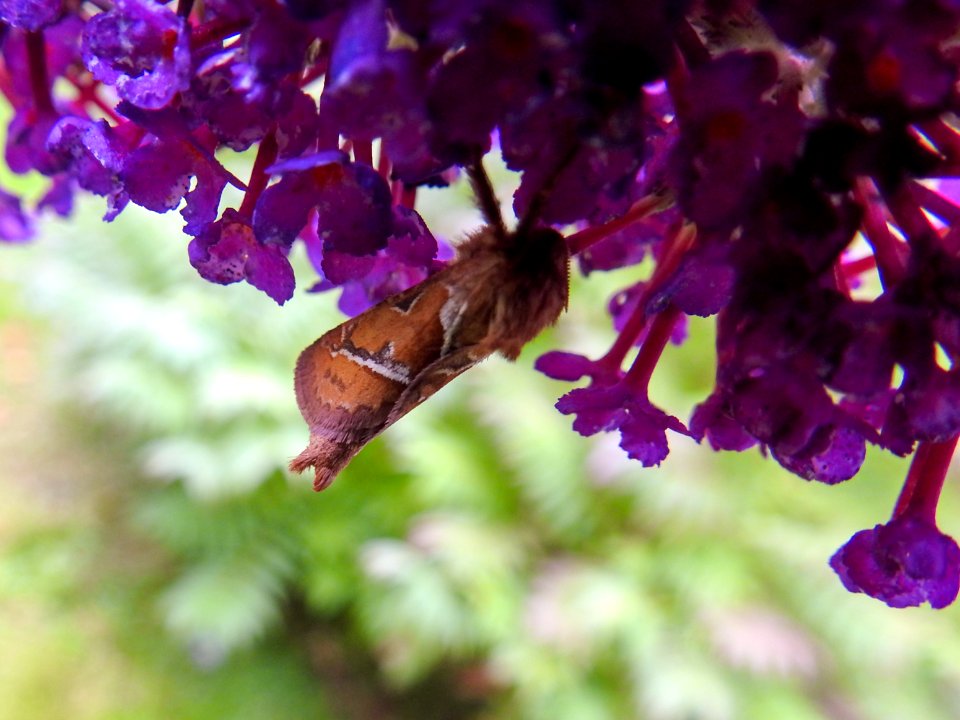 (Lepidoptera: Hepialidae) Triodia sylvina ♂, Kamsprötad rotfjäril / Orange swift