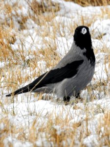 (Passeriformes: Corvidae) Corvus corone cornix, Kråka / Hooded crow