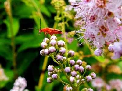 (Coleoptera: Cantharidae) Rhagonycha fulva, Prästbagge / Red soldier beetle
