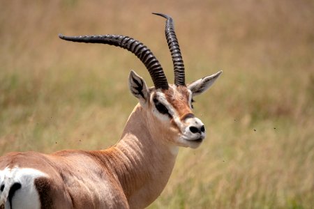 (Artiodactyla: Bovidae) Nanger granti ♂, Grantgasell / Grant's gazelle