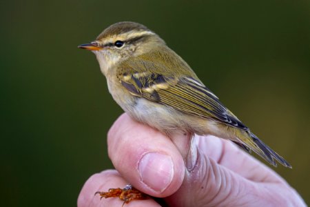 (Passeriformes: Phylloscopidae) Phylloscopus inornatus, Tajgasångare / Yellow-browed warbler