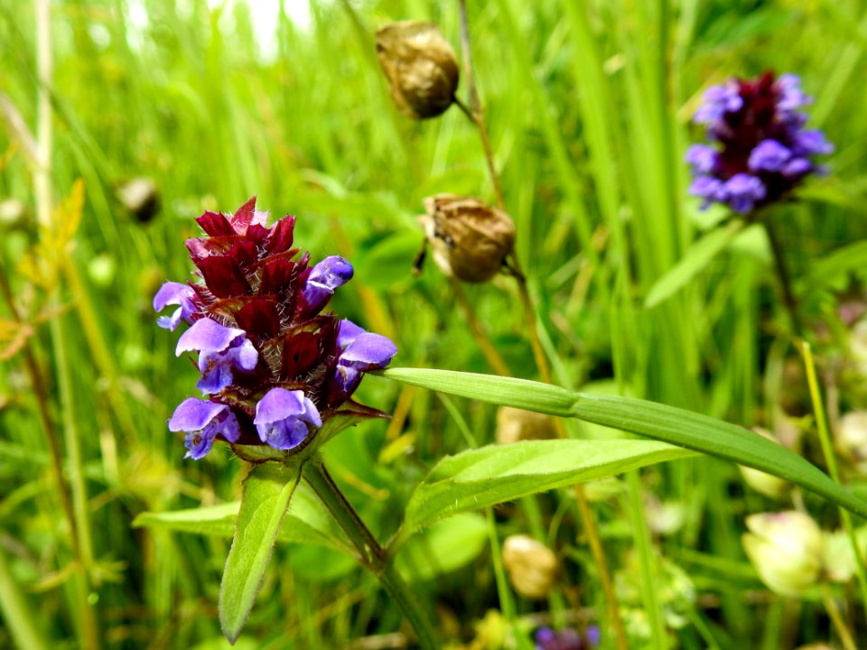 (Lamiales: Lamiaceae) Prunella vulgaris, Brunört / Self-heal