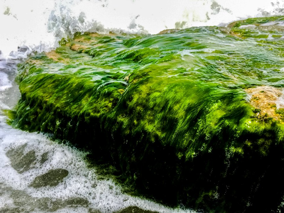 Moss Inhabiting Coquina Rocks