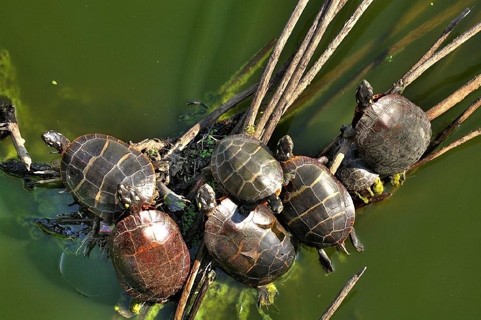 Pond water shell