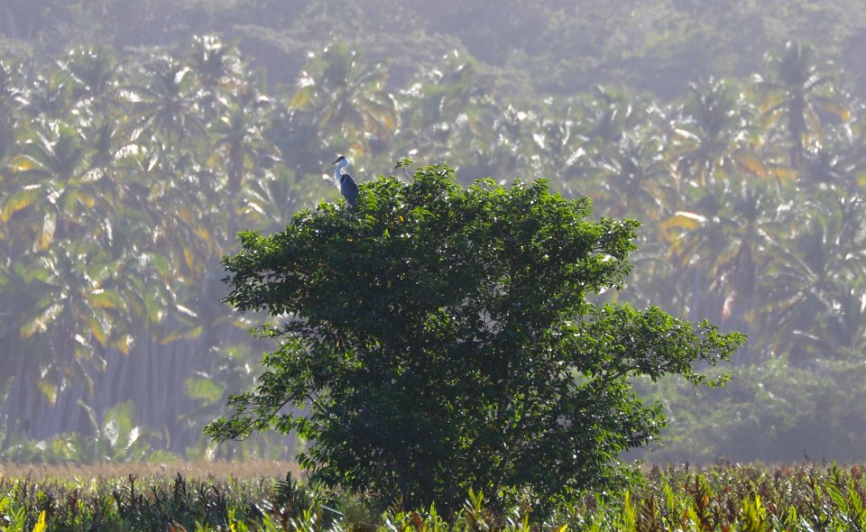 Cocoi Heron, Icacos, Trinidad
