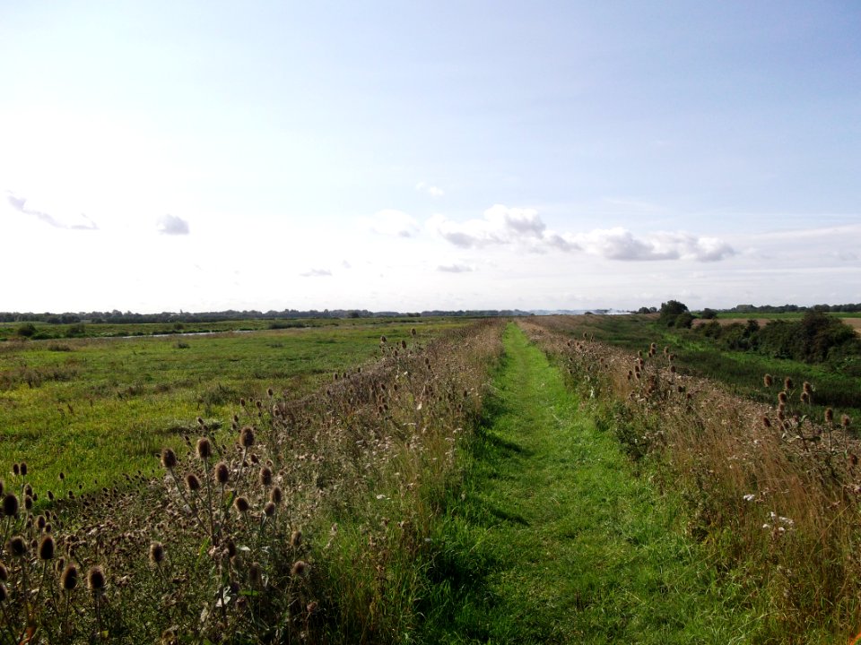 Ely Fen 6